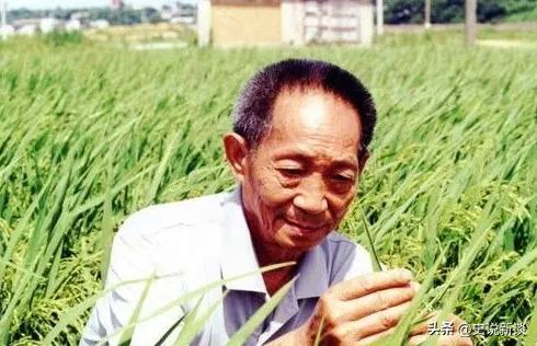 水稻之父袁隆平有了新的身份 水稻之子袁定阳(3)