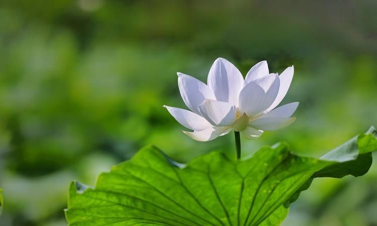 七月份属于什么夏