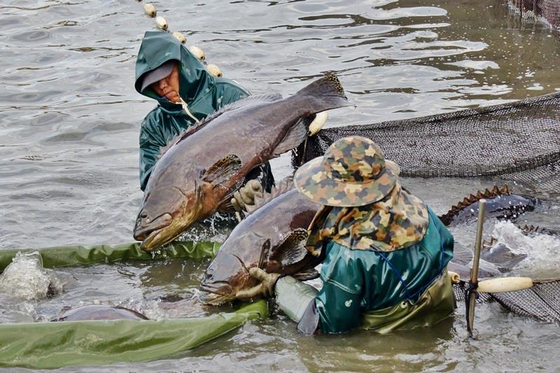 龙胆石斑鱼怎么吃最好吃 龙胆石斑鱼怎么吃最好吃