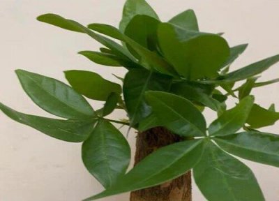 ​种发财树用什么土最好养活（发财树对土壤要求）