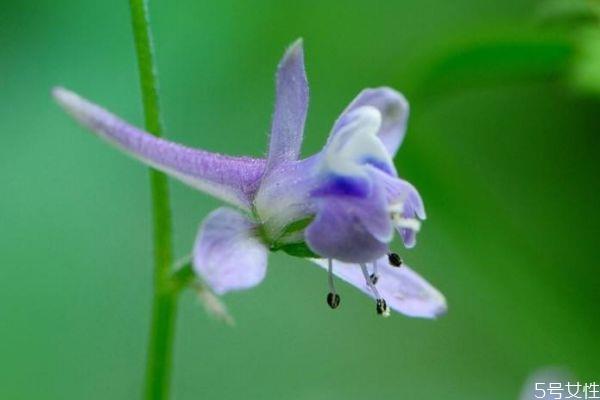 翠雀花的花语是什么呢 翠雀花的种植有什么注意的呢 翠雀花的花语是什么呢 翠雀花的种植有什么注意的呢