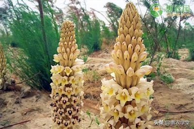 ​肉苁蓉多少钱一斤（肉苁蓉价格多少钱一斤？）