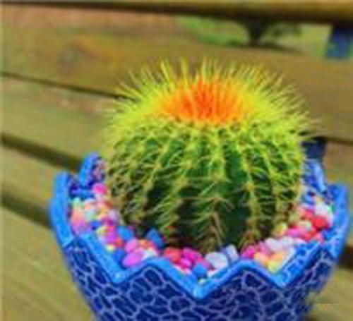 21种家庭自制花卉杀虫剂方法,快收藏起来把,可能用得着