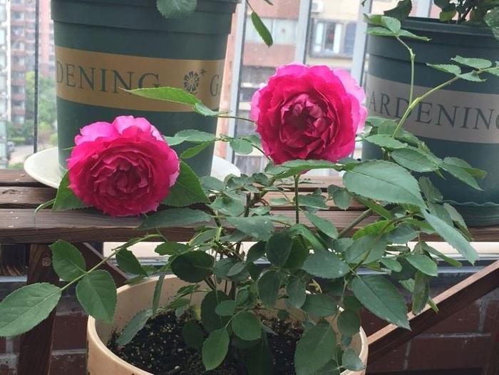 21种家庭自制花卉杀虫剂方法,快收藏起来把,可能用得着