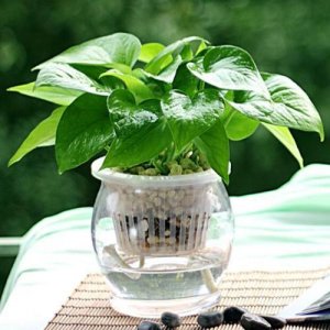 ​21种家庭自制花卉杀虫剂方法，快收藏起来把，可能用得着