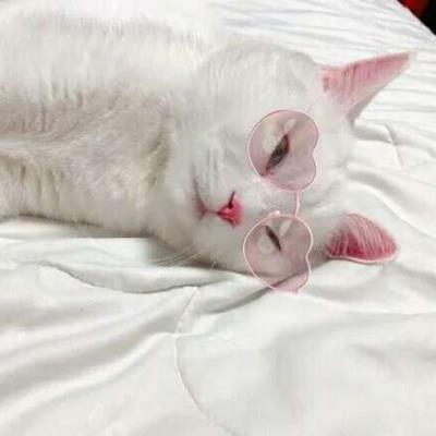 猫咪搞笑可爱大全微信头像