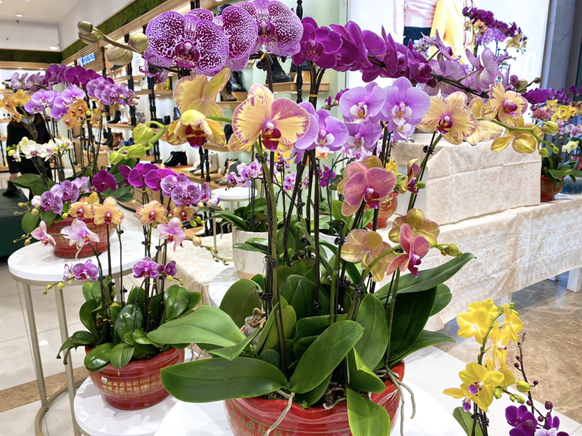 订婚用什么颜色的玫瑰花(婚礼上常用的鲜花推荐)