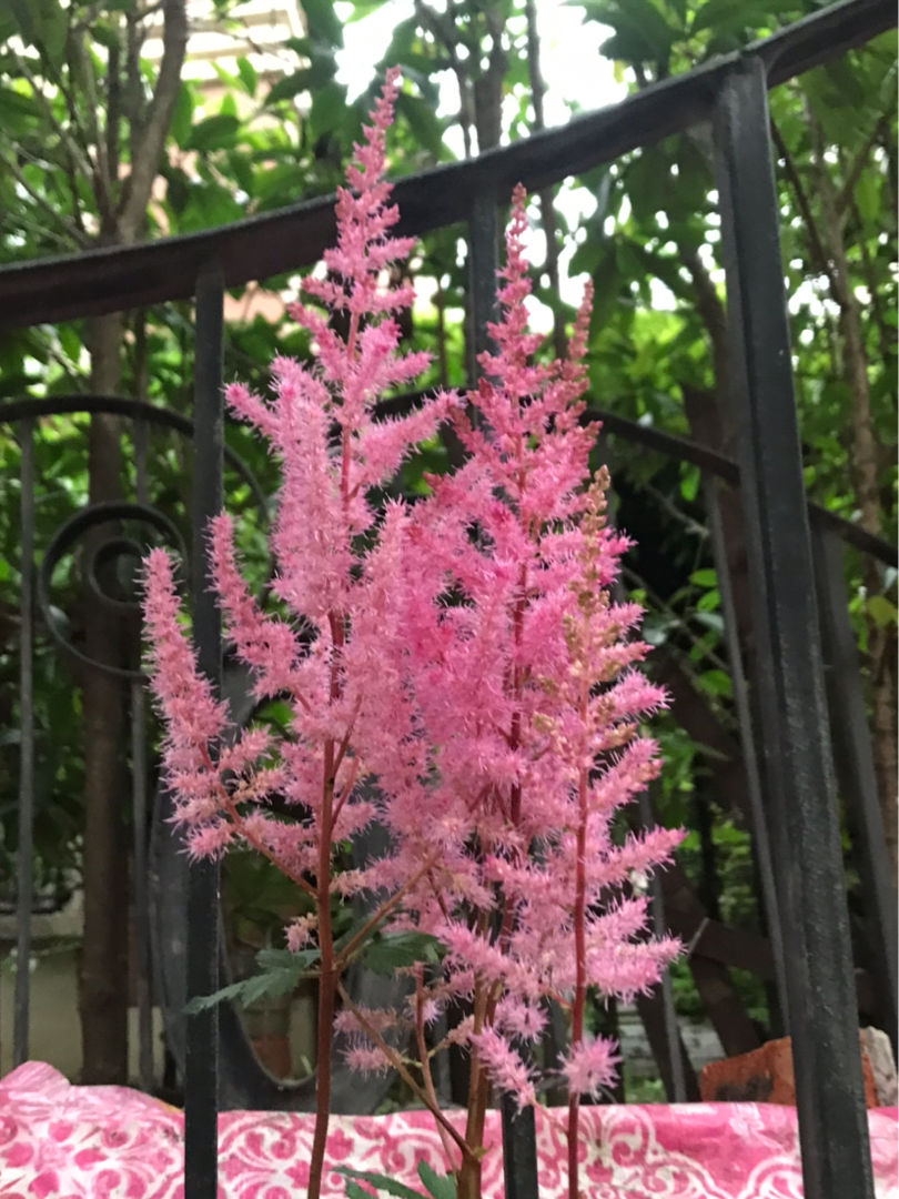 订婚用什么颜色的玫瑰花(婚礼上常用的鲜花推荐)