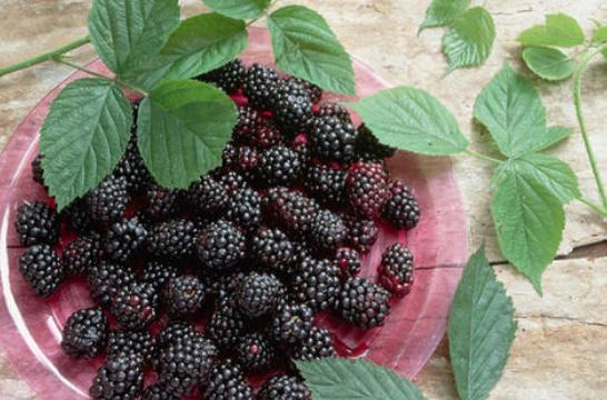 桑葚能降血压吗 降血压的食物有哪些 桑葚能降血压吗 降血压的食物有哪些