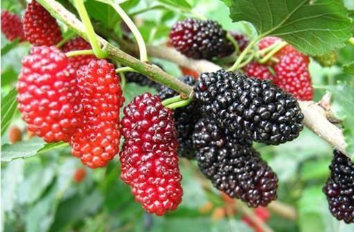 桑葚能降血压吗 降血压的食物有哪些 桑葚能降血压吗 降血压的食物有哪些