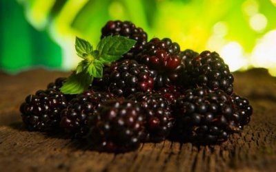 ​桑葚能降血压吗 降血压的食物有哪些