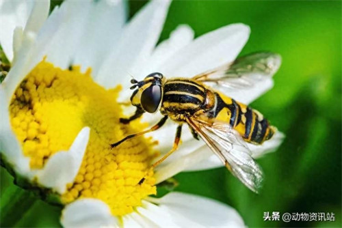 无性繁殖的动物有哪些(无性繁殖与有性繁殖的区别)