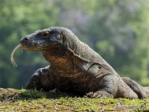 无性繁殖的动物有哪些(无性繁殖与有性繁殖的区别)