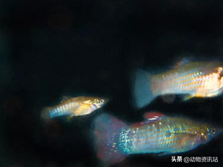 无性繁殖的动物有哪些(无性繁殖与有性繁殖的区别)