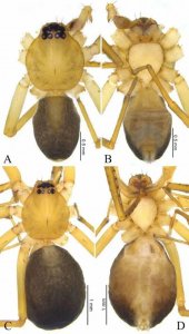 ​又双叒叕现新物种！为何珍稀动植物都出现在丹霞山？