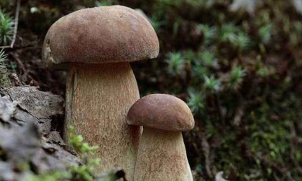 家庭野生菌冷冻保存技巧,野生菌保鲜冷冻技术注意事项图5