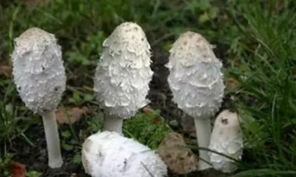 家庭野生菌冷冻保存技巧,野生菌保鲜冷冻技术注意事项图6