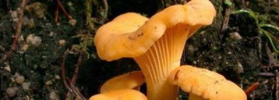 ​家庭野生菌冷冻保存技巧,野生菌保鲜冷冻技术注意事项