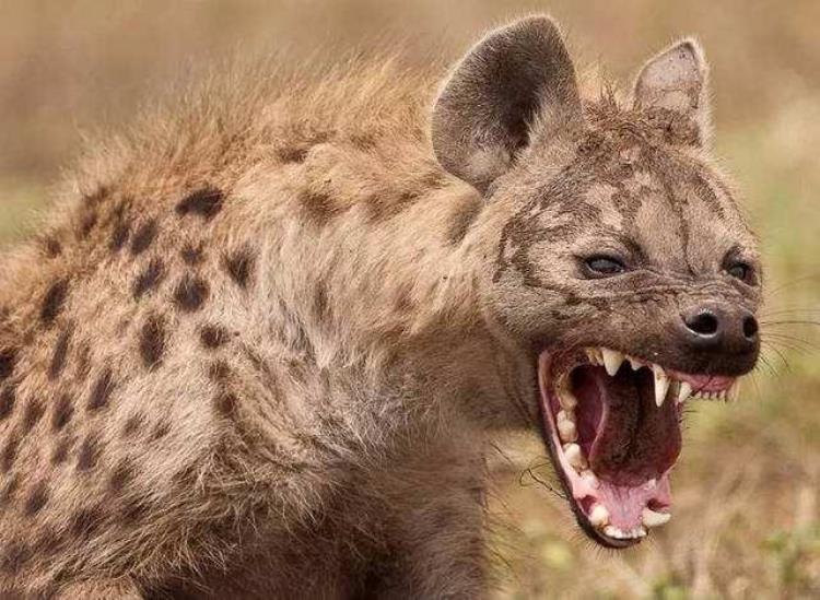斑鬣狗为什么叫非洲二哥,非洲二哥鬣狗和狮子