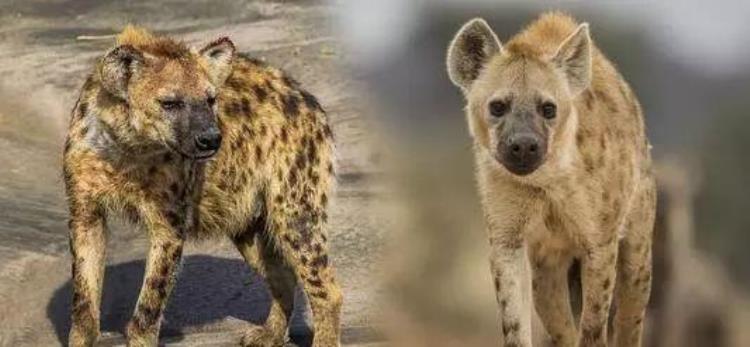 斑鬣狗为什么叫非洲二哥,非洲二哥鬣狗和狮子