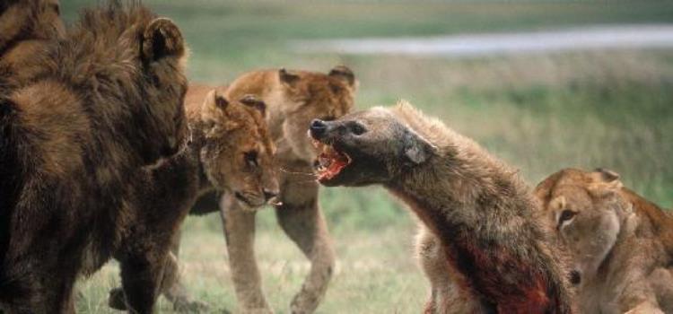 斑鬣狗为什么叫非洲二哥,非洲二哥鬣狗和狮子