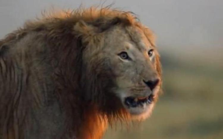 斑鬣狗为什么叫非洲二哥,非洲二哥鬣狗和狮子