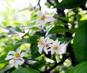 ​柠檬花花图片 柠檬花又叫什么花