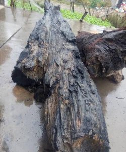 ​乌木怎么鉴别图片大全,乌木介绍及如何鉴别