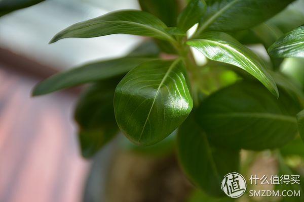 尼康d7100从入门到高手摄影全攻略(进泥坑告别渣画质)(23)