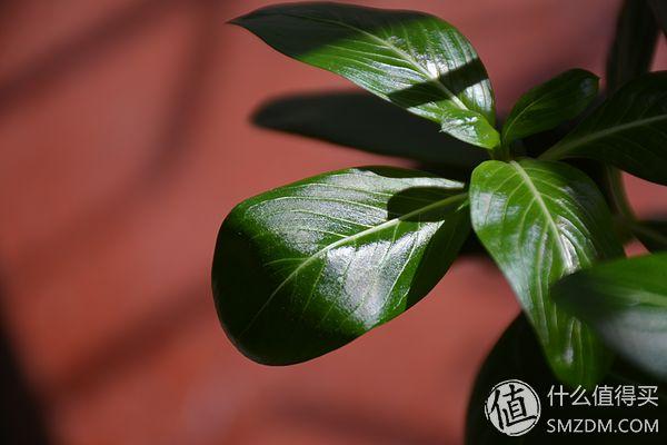 尼康d7100从入门到高手摄影全攻略(进泥坑告别渣画质)(24)