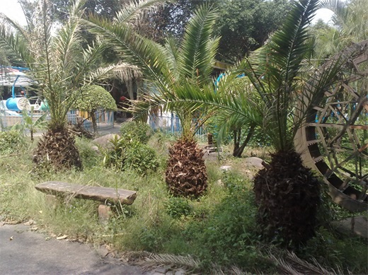 带你一起玩：广东揭阳的万竹园景区