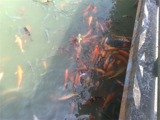 带你一起玩：广东揭阳的万竹园景区