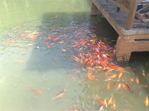 带你一起玩：广东揭阳的万竹园景区