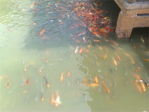 带你一起玩：广东揭阳的万竹园景区