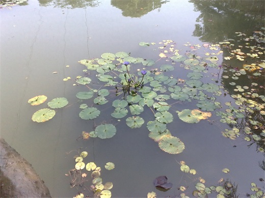 带你一起玩：广东揭阳的万竹园景区