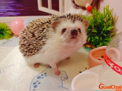 ​刺猬是国家保护动物吗？刺猬是什么动物