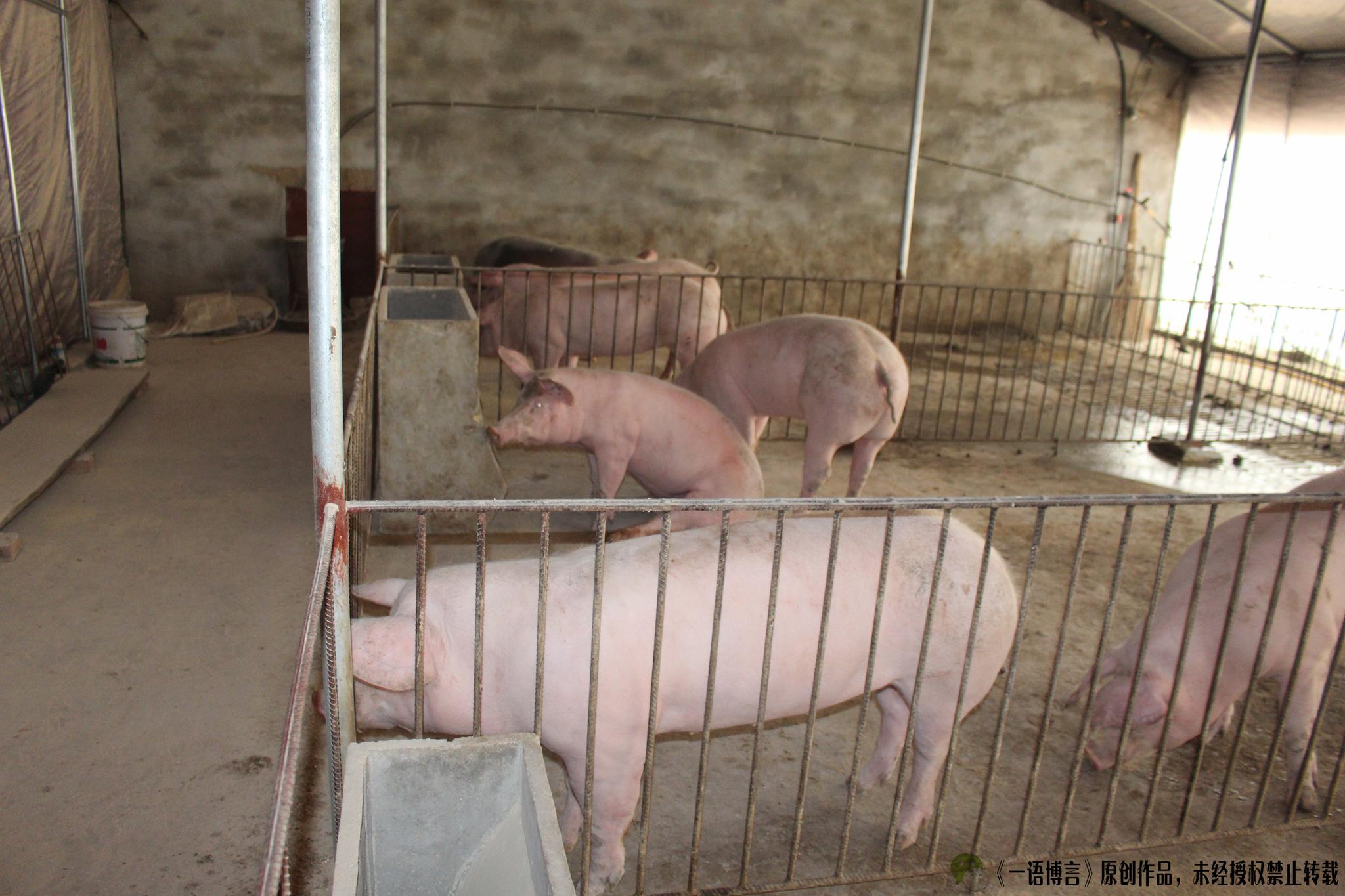 身在农村可以做什么发家致富：马云说：致富未来在农村，那么农村创业有哪些方法？
