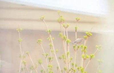 ​不锈钢上的茶锈如何去除茶锈