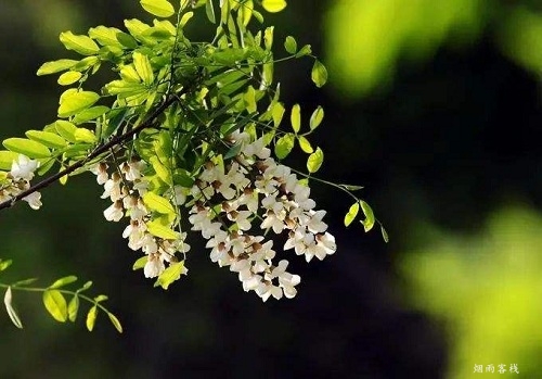 写景抒情散文《小桥·流水·人家》精选10篇,值得一读!