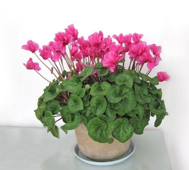 在冬天盛开的有什么花,冬天有花盛开的唯美短句图10