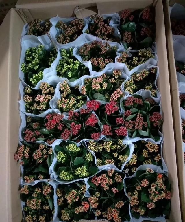 在冬天盛开的有什么花,冬天有花盛开的唯美短句图3