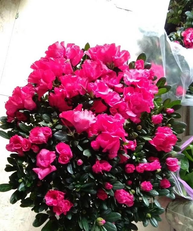 在冬天盛开的有什么花,冬天有花盛开的唯美短句图7