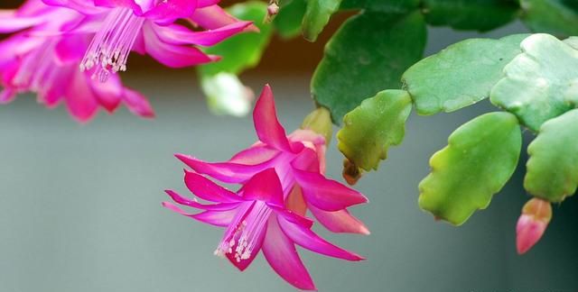 在冬天盛开的有什么花,冬天有花盛开的唯美短句图9