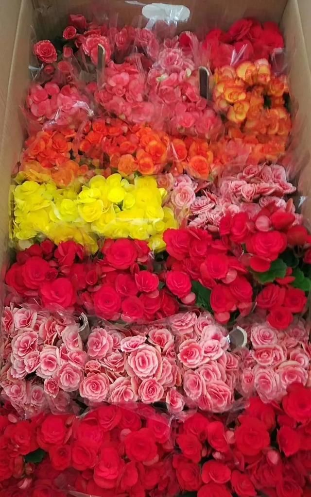 在冬天盛开的有什么花,冬天有花盛开的唯美短句图4