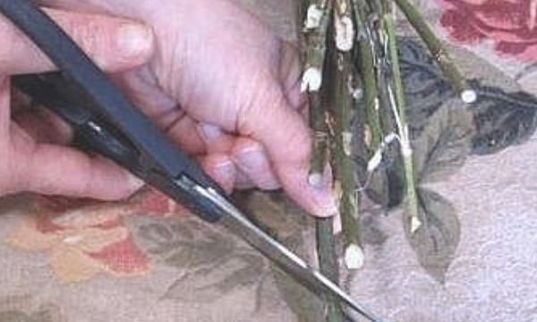 干花制作方法，【DIY】玫瑰花制作干花的方法？图1