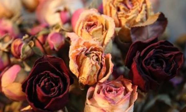 干花制作方法，【DIY】玫瑰花制作干花的方法？图9