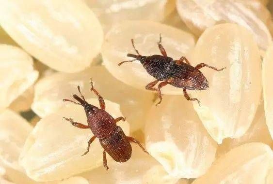 卧室里有一种黑色虫子怎么回事