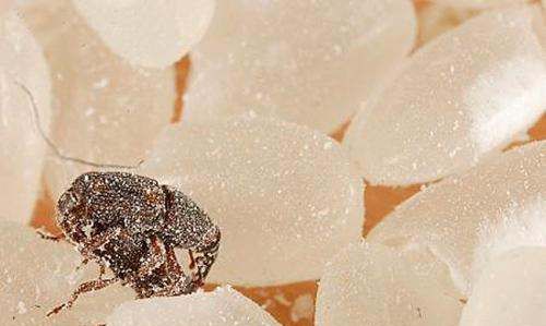 米象跑到卧室怎么消灭,卧室没有米为什么有米虫图2