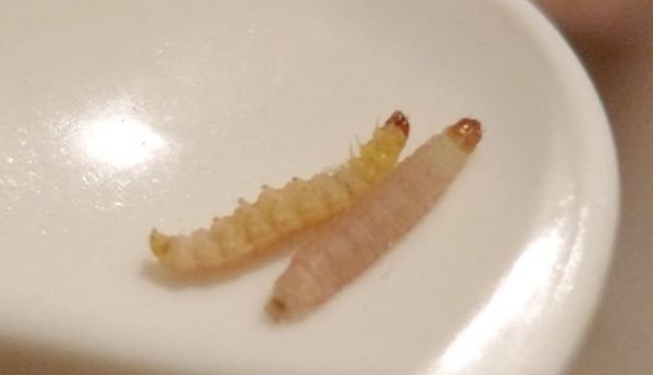 米象跑到卧室怎么消灭,卧室没有米为什么有米虫图1