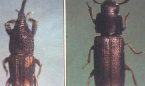 米象怕什么味道